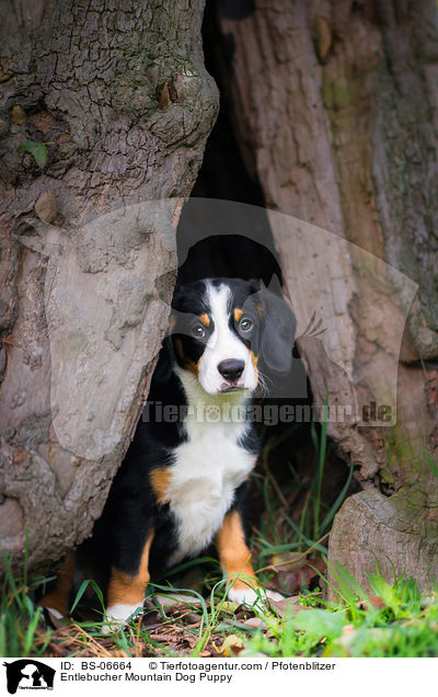 Entlebucher Sennenhund Welpe / Entlebucher Mountain Dog Puppy / BS-06664