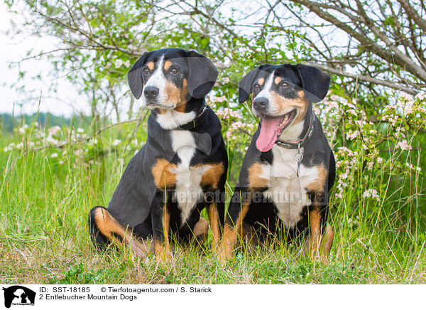 2 Entlebucher Sennenhunde / 2 Entlebucher Mountain Dogs / SST-18185