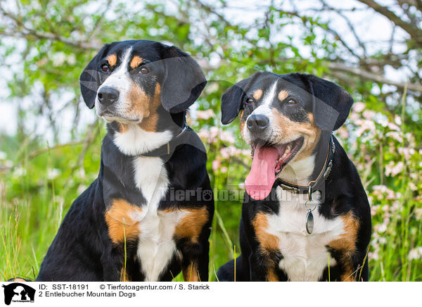 2 Entlebucher Sennenhunde / 2 Entlebucher Mountain Dogs / SST-18191