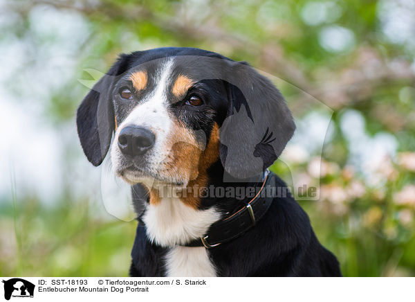 Entlebucher Mountain Dog Portrait / SST-18193