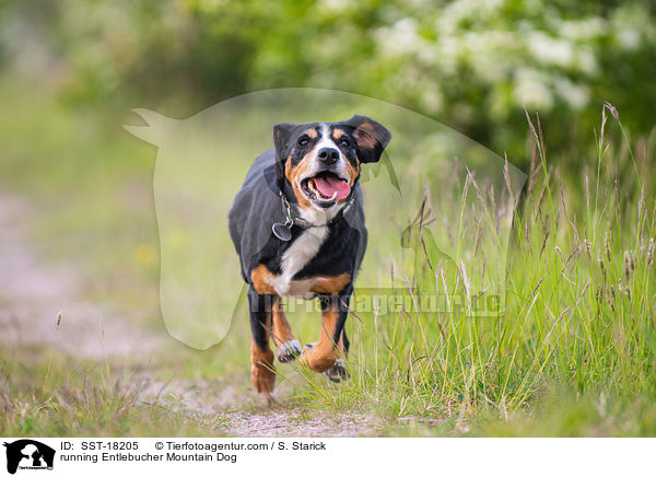 rennender Entlebucher Sennenhund / running Entlebucher Mountain Dog / SST-18205