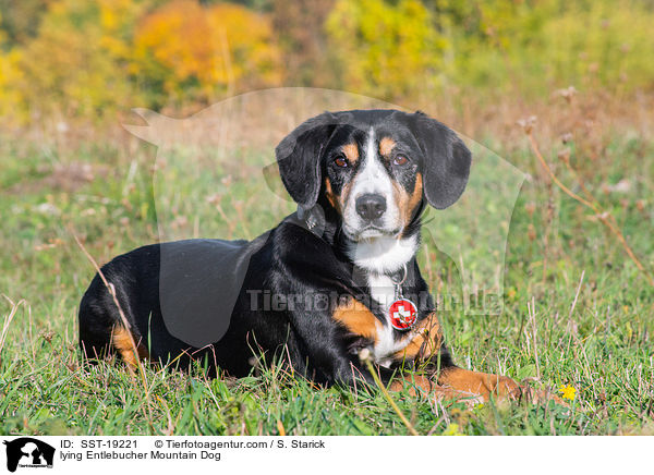 liegender Entlebucher Sennenhund / lying Entlebucher Mountain Dog / SST-19221