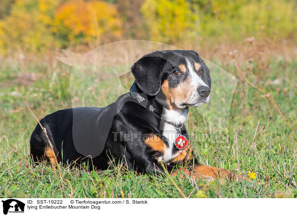 liegender Entlebucher Sennenhund / lying Entlebucher Mountain Dog / SST-19222