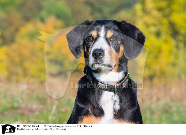 Entlebucher Sennenhund Portrait / Entlebucher Mountain Dog Portrait / SST-19224