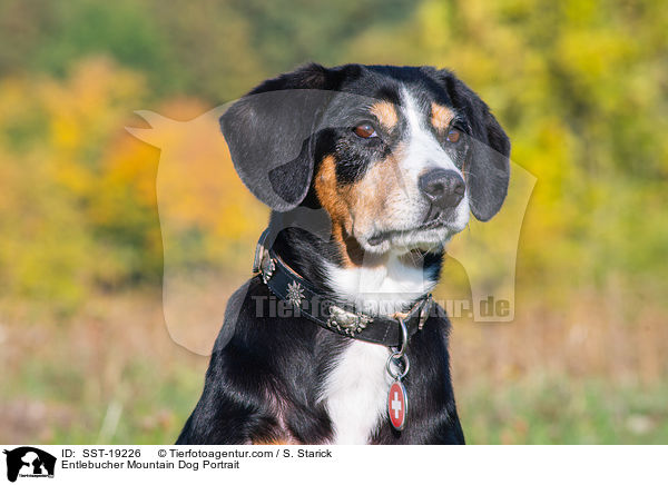Entlebucher Sennenhund Portrait / Entlebucher Mountain Dog Portrait / SST-19226