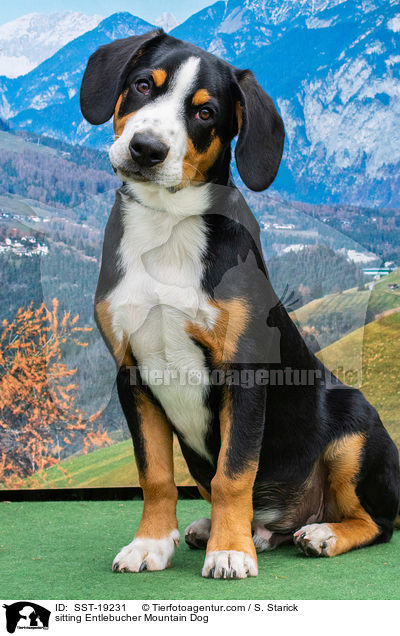 sitzender Entlebucher Sennenhund / sitting Entlebucher Mountain Dog / SST-19231