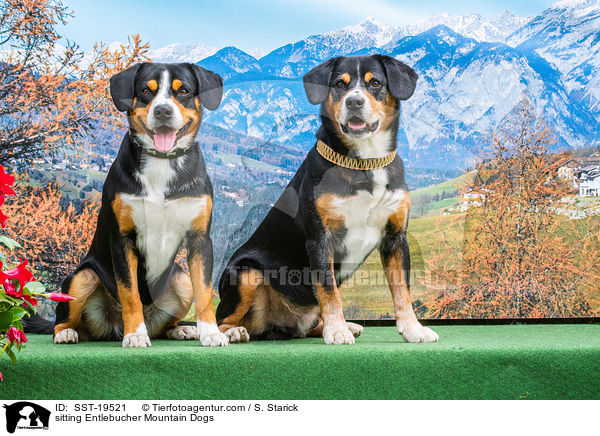 sitzende Entlebucher Sennenhunde / sitting Entlebucher Mountain Dogs / SST-19521