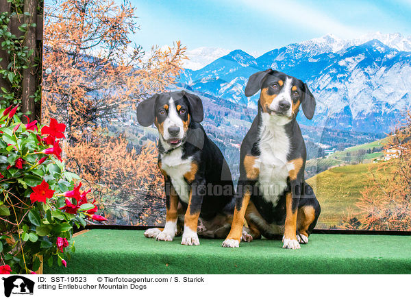 sitzende Entlebucher Sennenhunde / sitting Entlebucher Mountain Dogs / SST-19523