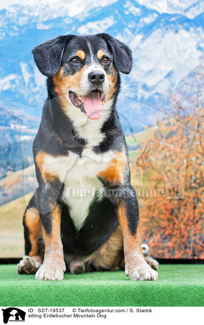 sitzender Entlebucher Sennenhund / sitting Entlebucher Mountain Dog / SST-19537