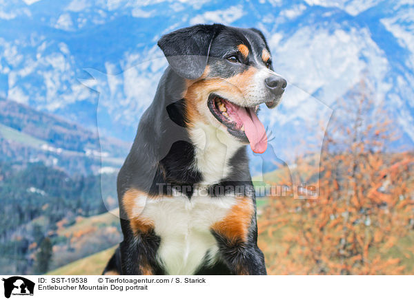 Entlebucher Sennenhund Portrait / Entlebucher Mountain Dog portrait / SST-19538