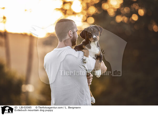 Entlebuch mountain dog puppy / LB-02085