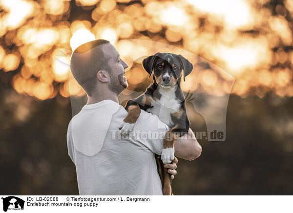 Entlebuch mountain dog puppy / LB-02088