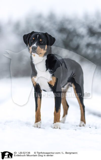 Entlebuch Mountain Dog in winter / LB-02136