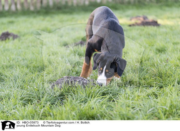 junger Entlebucher Sennenhund / young Entlebuch Mountain Dog / HBO-05873