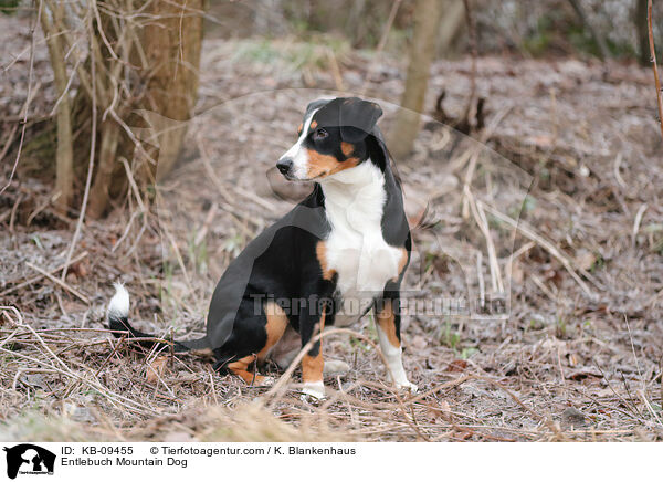 Entlebucher Sennenhund / Entlebuch Mountain Dog / KB-09455