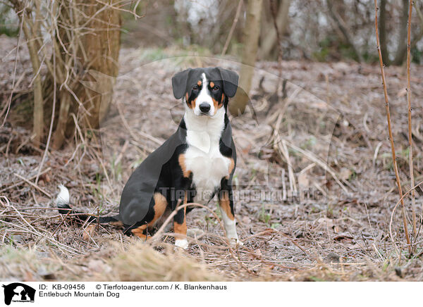 Entlebucher Sennenhund / Entlebuch Mountain Dog / KB-09456