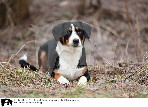 Entlebucher Sennenhund / Entlebuch Mountain Dog / KB-09457