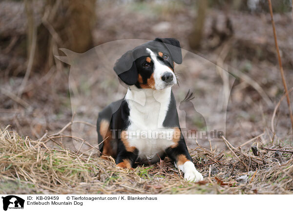 Entlebucher Sennenhund / Entlebuch Mountain Dog / KB-09459