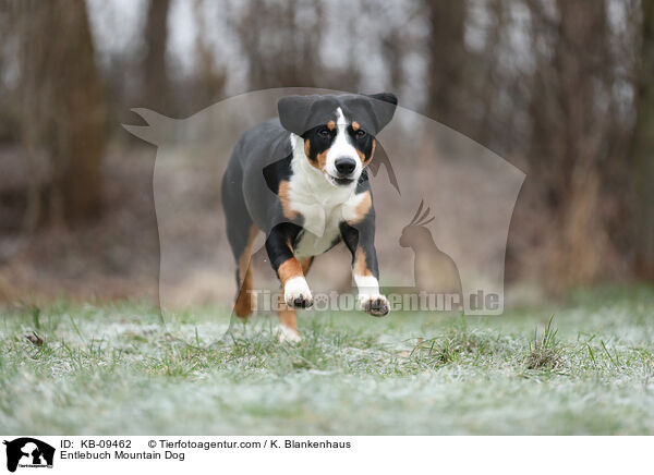 Entlebucher Sennenhund / Entlebuch Mountain Dog / KB-09462