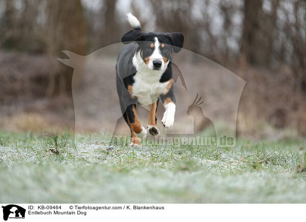 Entlebucher Sennenhund / Entlebuch Mountain Dog / KB-09464