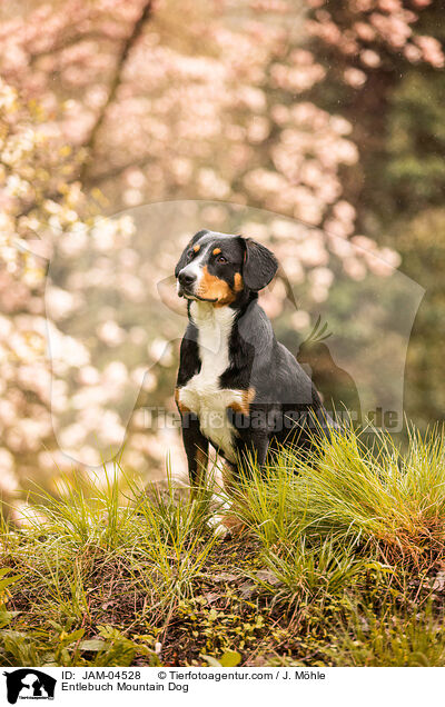 Entlebuch Mountain Dog / JAM-04528