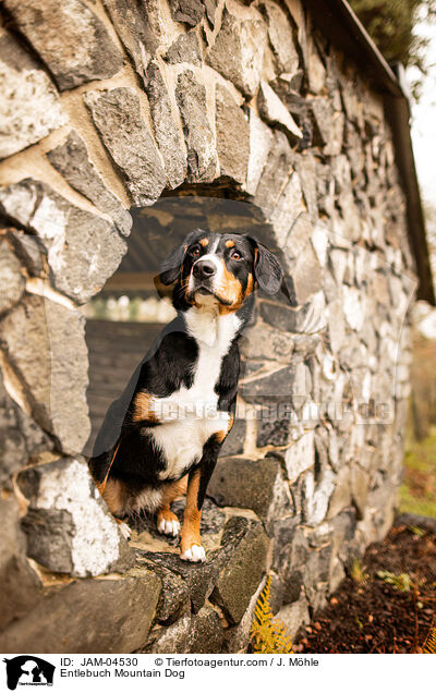 Entlebucher Sennenhund / Entlebuch Mountain Dog / JAM-04530