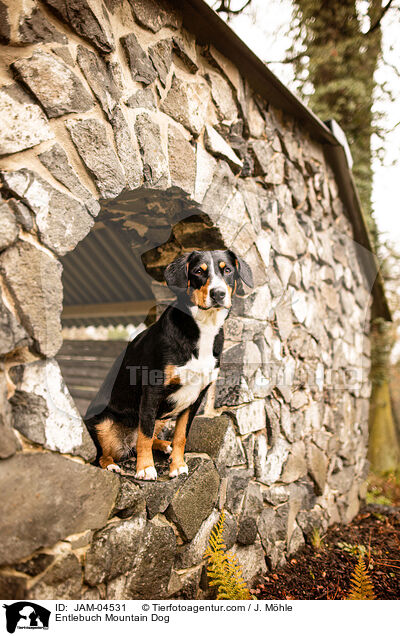 Entlebucher Sennenhund / Entlebuch Mountain Dog / JAM-04531