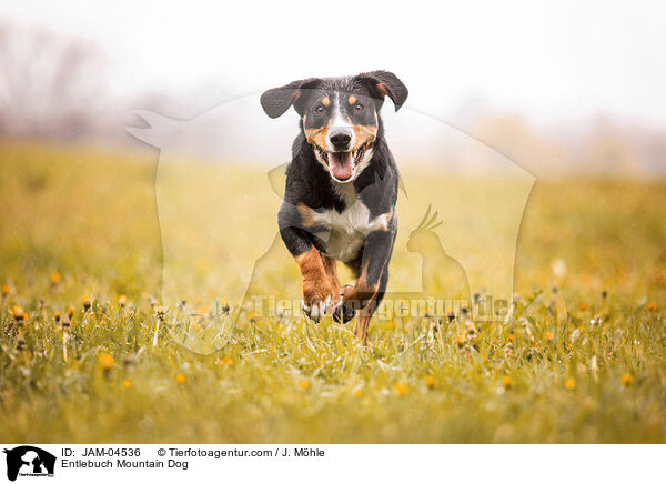 Entlebucher Sennenhund / Entlebuch Mountain Dog / JAM-04536