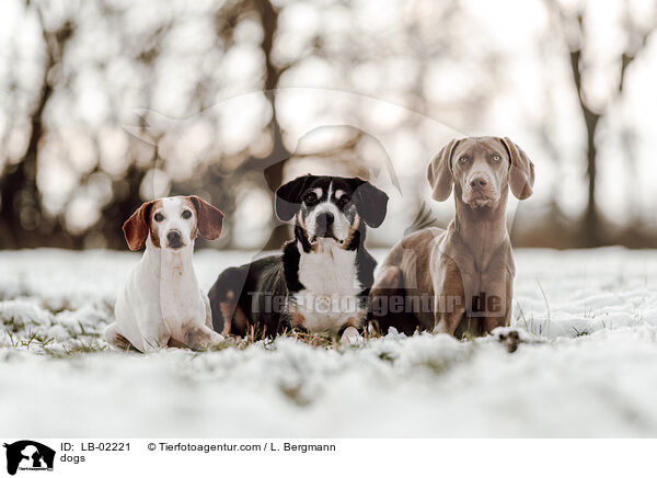 Hunde / dogs / LB-02221
