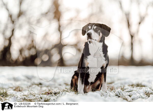 Entlebuch Mountain Dog / LB-02226
