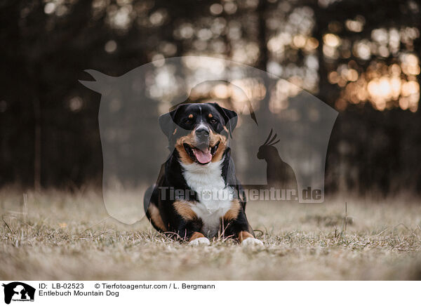Entlebuch Mountain Dog / LB-02523