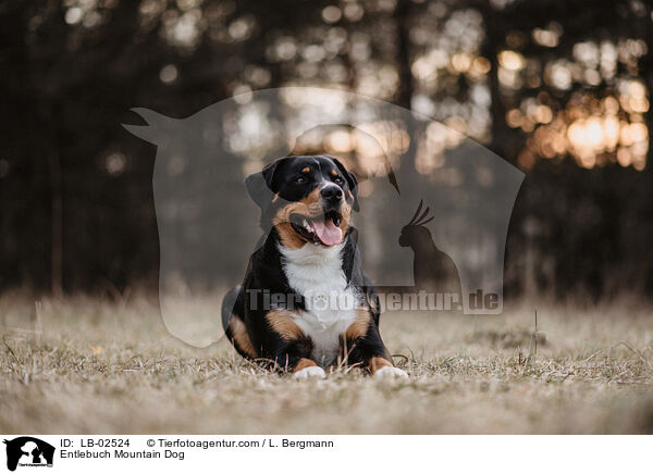 Entlebuch Mountain Dog / LB-02524