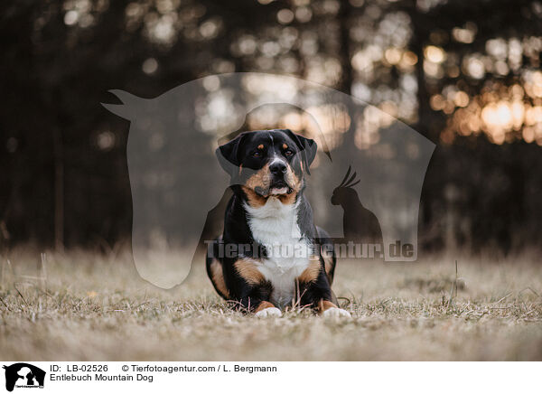 Entlebuch Mountain Dog / LB-02526