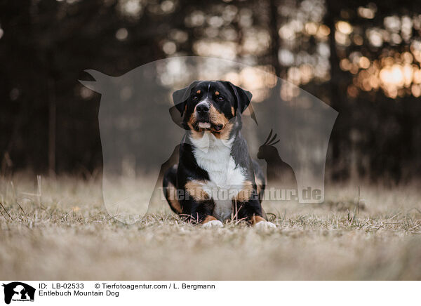 Entlebucher Sennenhund / Entlebuch Mountain Dog / LB-02533
