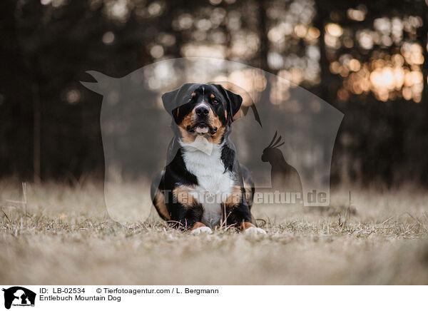 Entlebucher Sennenhund / Entlebuch Mountain Dog / LB-02534