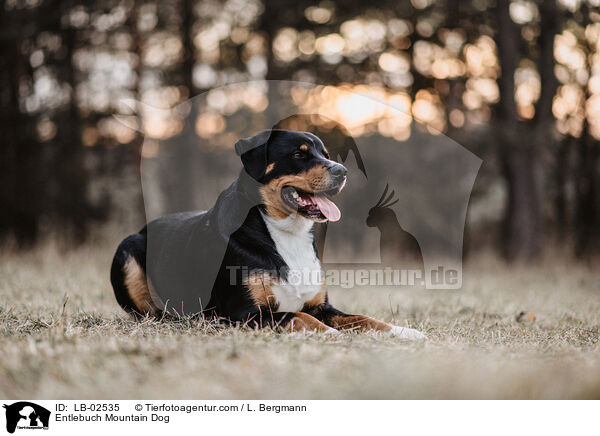 Entlebuch Mountain Dog / LB-02535