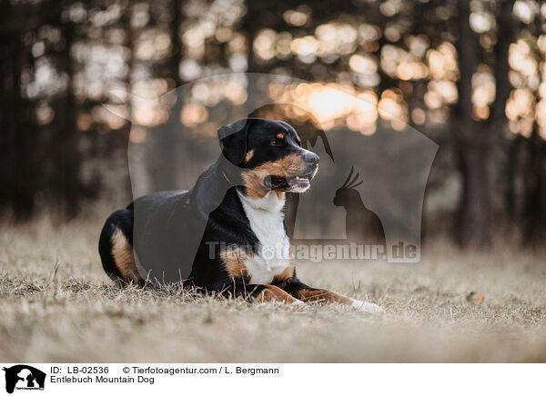 Entlebuch Mountain Dog / LB-02536
