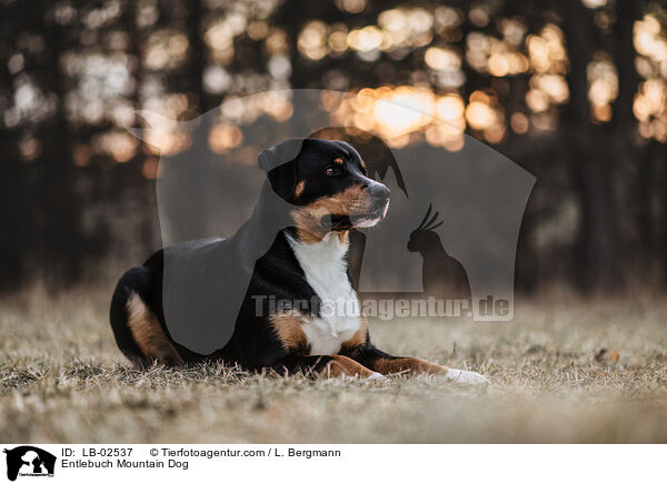 Entlebuch Mountain Dog / LB-02537