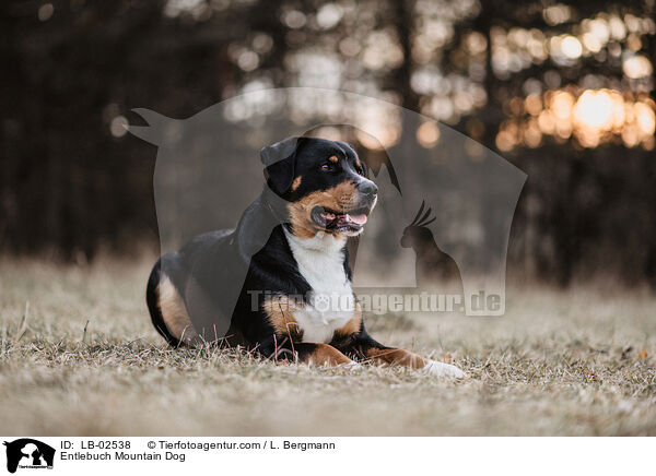 Entlebucher Sennenhund / Entlebuch Mountain Dog / LB-02538