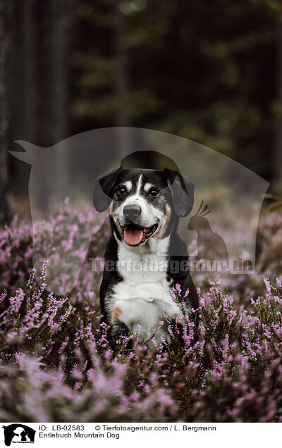 Entlebucher Sennenhund / Entlebuch Mountain Dog / LB-02583