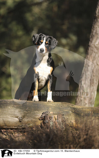 Entlebucher Sennenhund / Entlebuch Mountain Dog / KB-17550