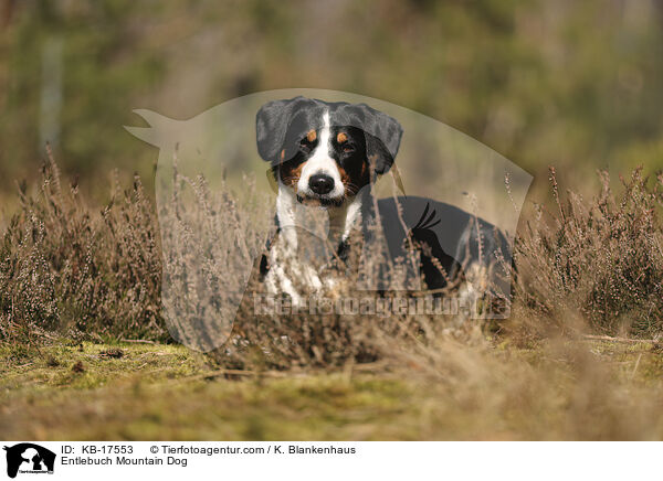 Entlebucher Sennenhund / Entlebuch Mountain Dog / KB-17553