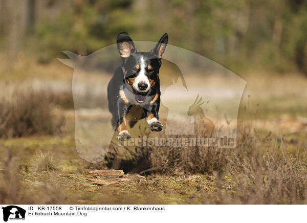 Entlebucher Sennenhund / Entlebuch Mountain Dog / KB-17558