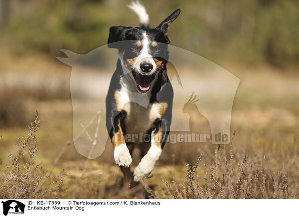 Entlebucher Sennenhund / Entlebuch Mountain Dog / KB-17559