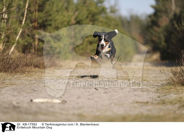 Entlebucher Sennenhund / Entlebuch Mountain Dog / KB-17562