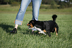 Entlebucher Mountain Dog