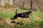 jumping Entlebucher Mountain Dog