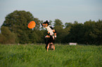 playing Entlebucher Mountain Dog