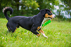 playing Entlebucher Mountain Dog