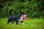 playing Entlebucher Mountain Dog